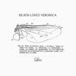 Death Loves Veronica – Lies