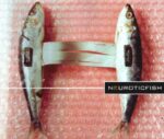 Neuroticfish – Music For A Paranormal Life